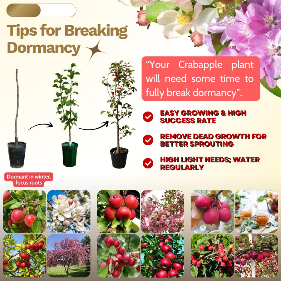 2 Dolgo Crabapple Plants Live, Crabapple Trees Live Plants for Planting 1.5 to 2 Feet Height, White Flowering Crabapple Live Plant