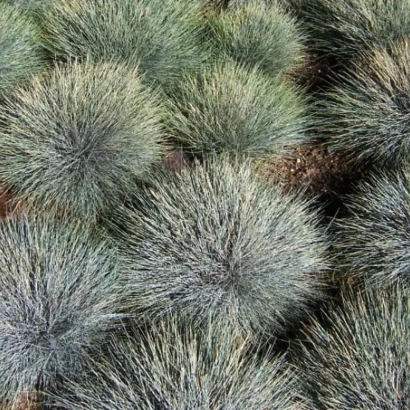 Festuca Blue Fescue Ornamental Grasses Live Plants Perennial, 5-8" Tall, Live Grass Plant for Planting