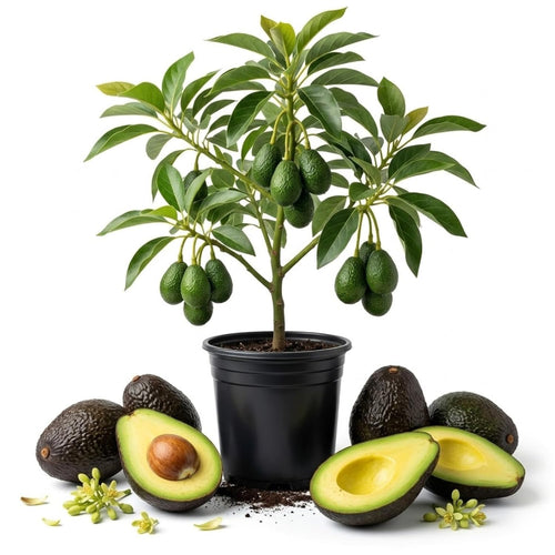 HASS Avocado Tree Plant Live, Patio Container, 6-10 Inc Tall