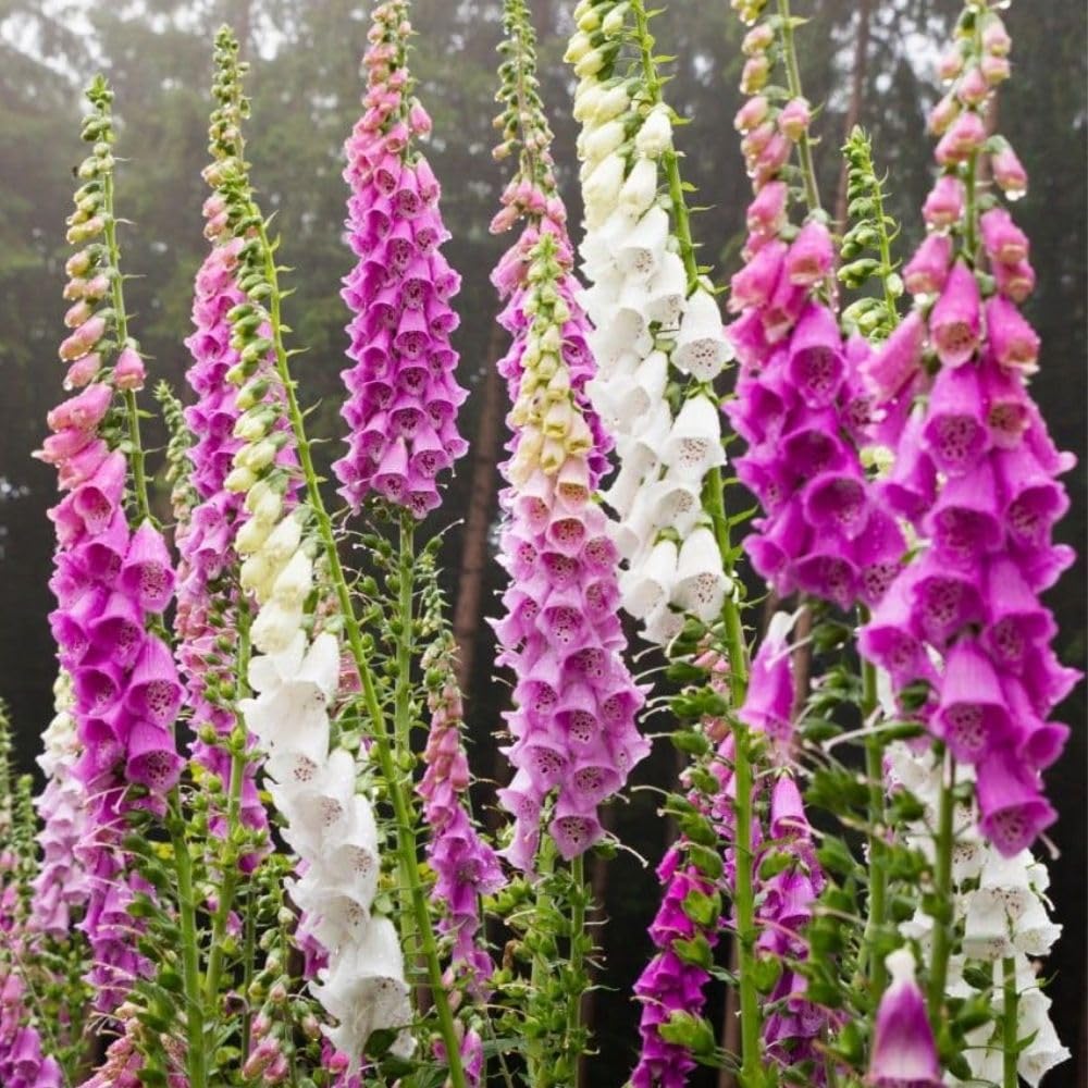 Pink Foxglove Live Plant 3-5 Inches Tall, Pink Foxglove Plant 3 Inch Pot, Flowering Perennial for Outdoor Garden