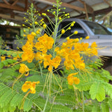 Yellow Mexican Bird of Paradise Plant Live in Pot, Well-Rooted Seedling for Outdoor Growing, Peacock Plant