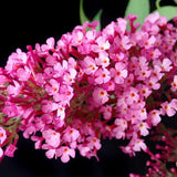 2 Pink Butterfly Bush Shrubs, Butterfly Bush Live Plants Trees Shrub for Planting Outdoor Indoor Garden