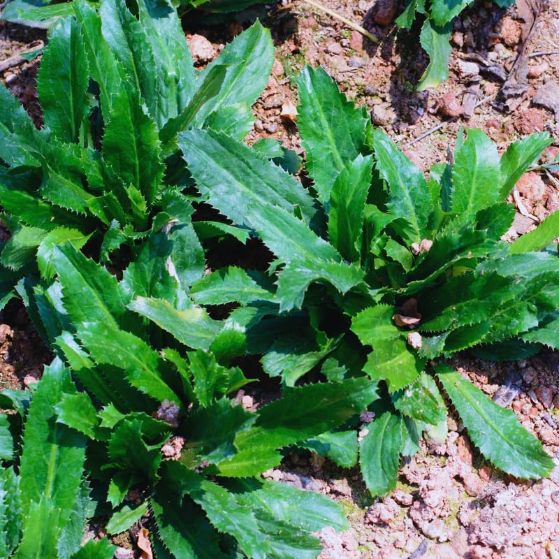 2 Culantro Plants Live, Culantro Live Plant, 5 to 7 Inches Tall, Vegetable Herb Plant for Growing