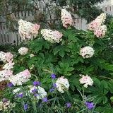 Hydrangea Tree Live Plant, Change Color, Vibrant Blooms, Outdoor Growing, Hardy and Ready to Plant, 6-12" in Tall (Pink to Red White Oakleaf)