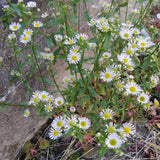 2 Daisy Flower Plants Live Gardening, 6 Inc Potted, Yellow White Daisy Plant Live for Growing