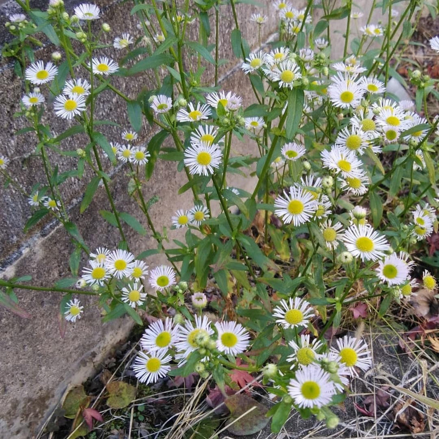 2 Daisy Flower Plants Live Gardening, 6 Inc Potted, Yellow White Daisy Plant Live for Growing