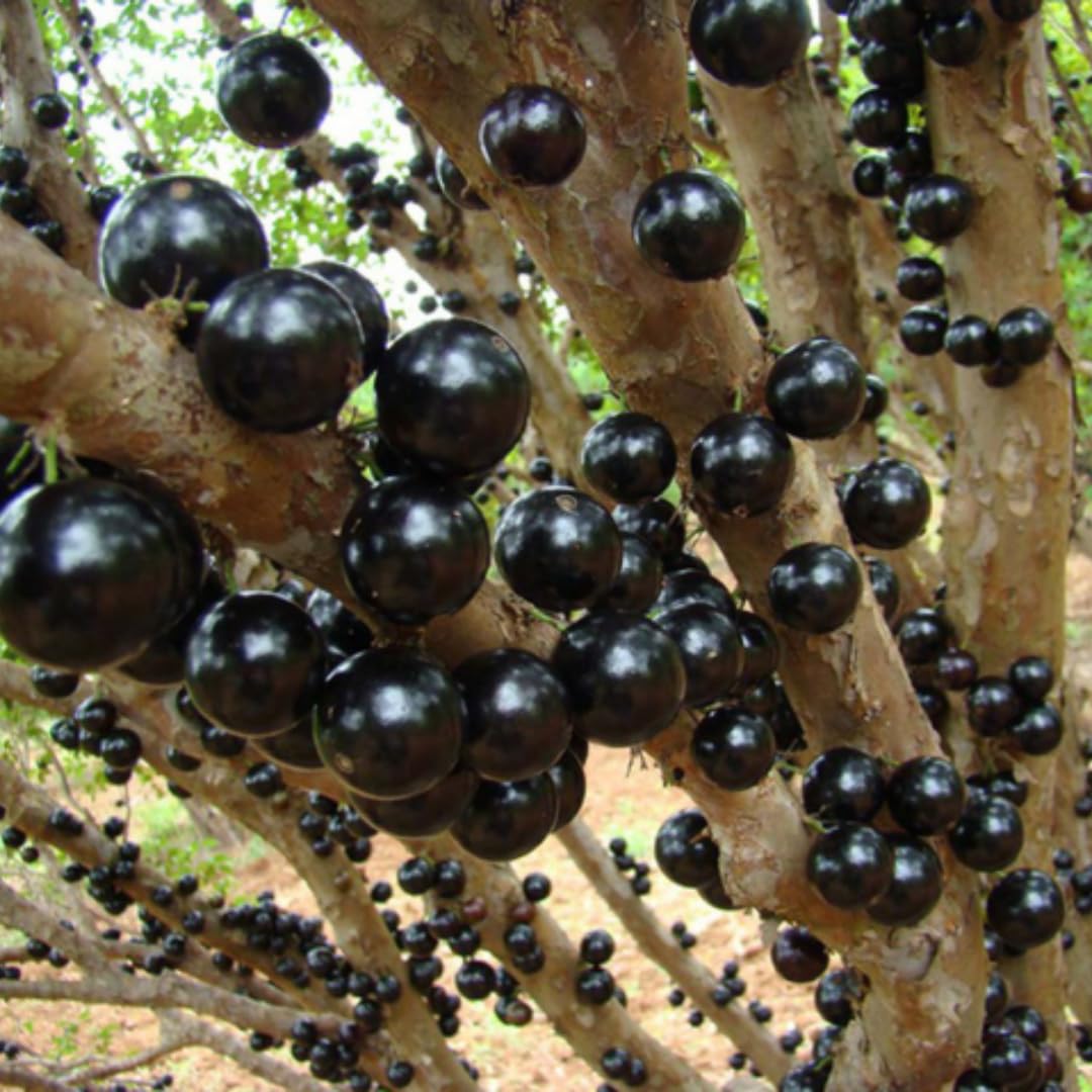 Jaboticaba Tree Plant Live, Black Jaboticaba Fruit Tree, 3 Feet Tall, Well-Rooted for Outdoor Growing