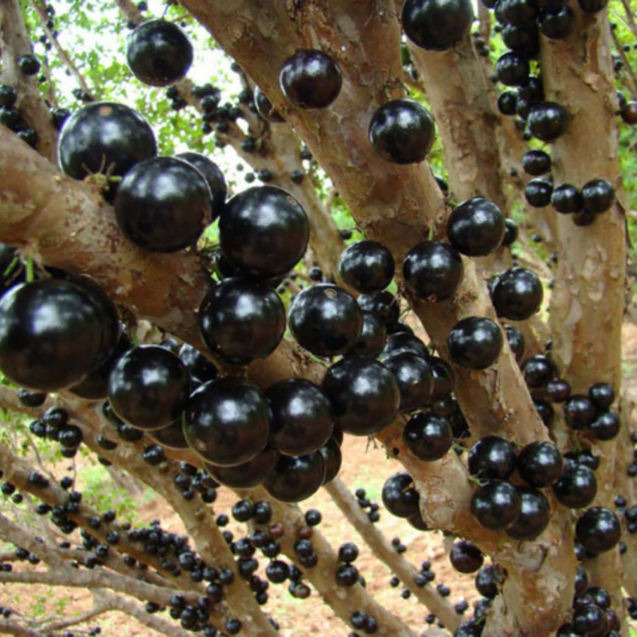 Jaboticaba Tree Plant Live, Black Jaboticaba Fruit Tree, 3 Feet Tall, Well-Rooted for Outdoor Growing