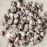 50 Moringa Seeds for Planting, Oleifera Tree Seeds, Suitable for Outdoor Growing