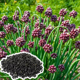 50 Egyptian Walking Onion Seeds for Planting, Hardy Perennial Vegetable Seeds, Not Bulbs, Edible Onion Herb for Home Garden Year-Round Planting