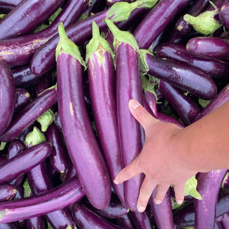 Live Eggplant Plant, Purple Eggplant Live, 4-7 Inches Tall in 4'' Pot, Long Vegetable Plant for Outdoor Garden