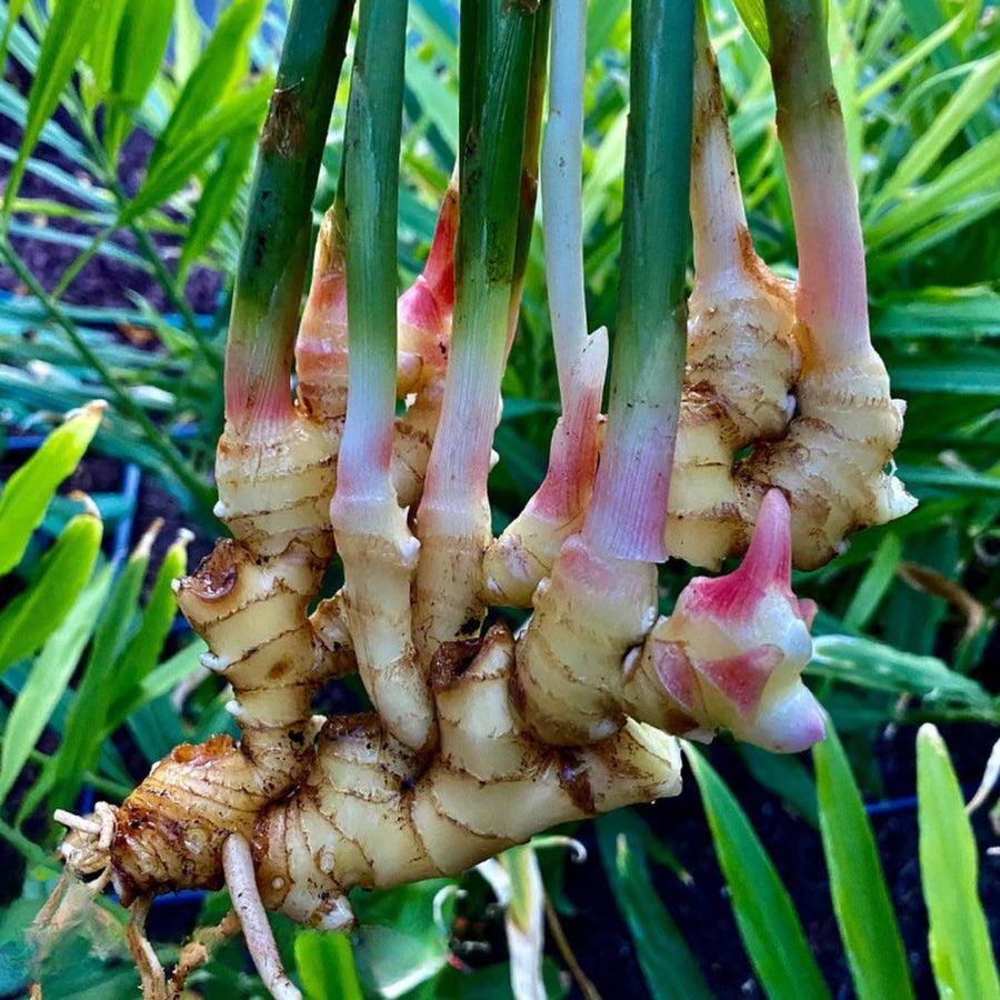 2 Thai Ginger Plants Live in Pot, Galangal Ginger for Herb Outdoor Growing, Starter Size, Fast-Growing