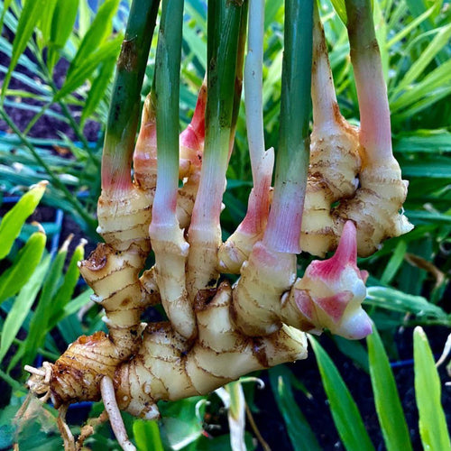 2 Thai Ginger Plants Live in Pot, Galangal Ginger for Herb Outdoor Growing, Starter Size, Fast-Growing