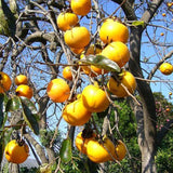 Very Hardy Persimmon Tree Live Plant, Cold Hardy and Sweet American Persimmon, 1 Year Old 6-12" Plant