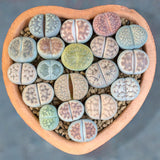 10 Lithops Live Plants, Mix Colorful Lithops Succulents Plants Live, Living Stones, Large Assorted Lithop Plant Bare Root Without Pot and Soil