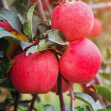 Apple Plant Live, Apple Tree Live Plant Bare Roots, 2 to 3 Feet Tall, Sweet Fruit for Backyard Orchard