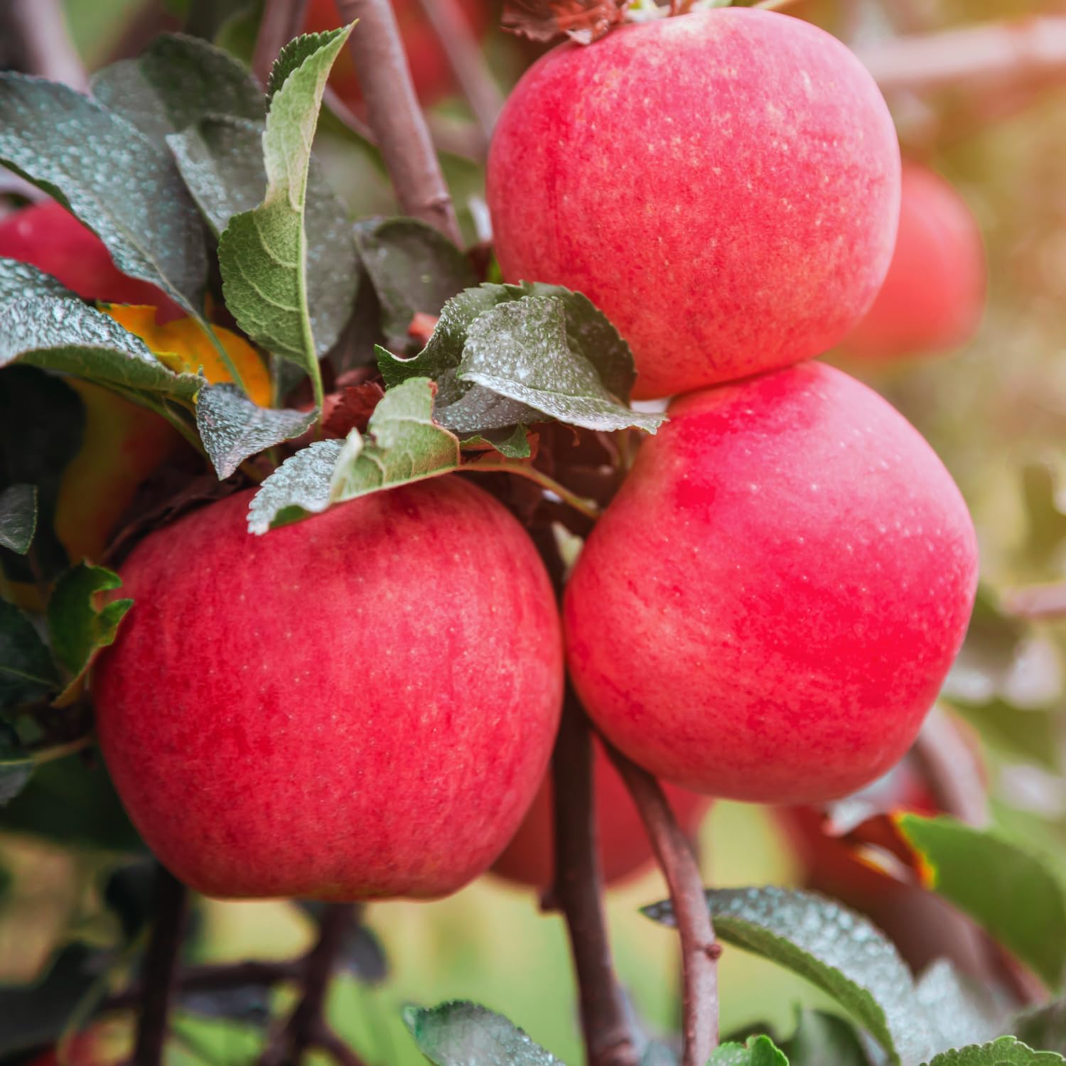 Apple Plant Live, Apple Tree Live Plant Bare Roots, 2 to 3 Feet Tall, Sweet Fruit for Backyard Orchard