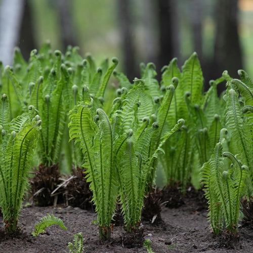 Set 10 Ostrich Fern Rhizomes, Ferns Starter Roots, Perennial Fern Plants, Ready to Grow