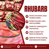 5 Rhubarb Roots for Planting, Medium Size Crown Rhubarb Rhizomes, Perennial Vegetable Plants, Cold-Hardy, Outdoor Garden