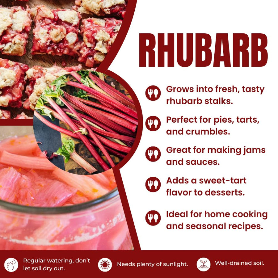 5 Rhubarb Roots for Planting, Medium Size Crown Rhubarb Rhizomes, Perennial Vegetable Plants, Cold-Hardy, Outdoor Garden