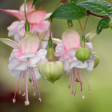 Fuchsia Plant, 3 to 4 Inch Tall Fuchsia Plants Live, Hanging Fuchsias Plants Well Rooted for Planting, Hardy Fuchsias Live Plants, Perennial, Colorful Flowers (Light Pink Flowers)