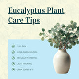Eucalyptus Tree Live Plant 5″ Pot, Fragrant Eucalyptus Plant, Easy Grow Ornamental Tree for Outdoor (Silver Dollar Eucalyptus)