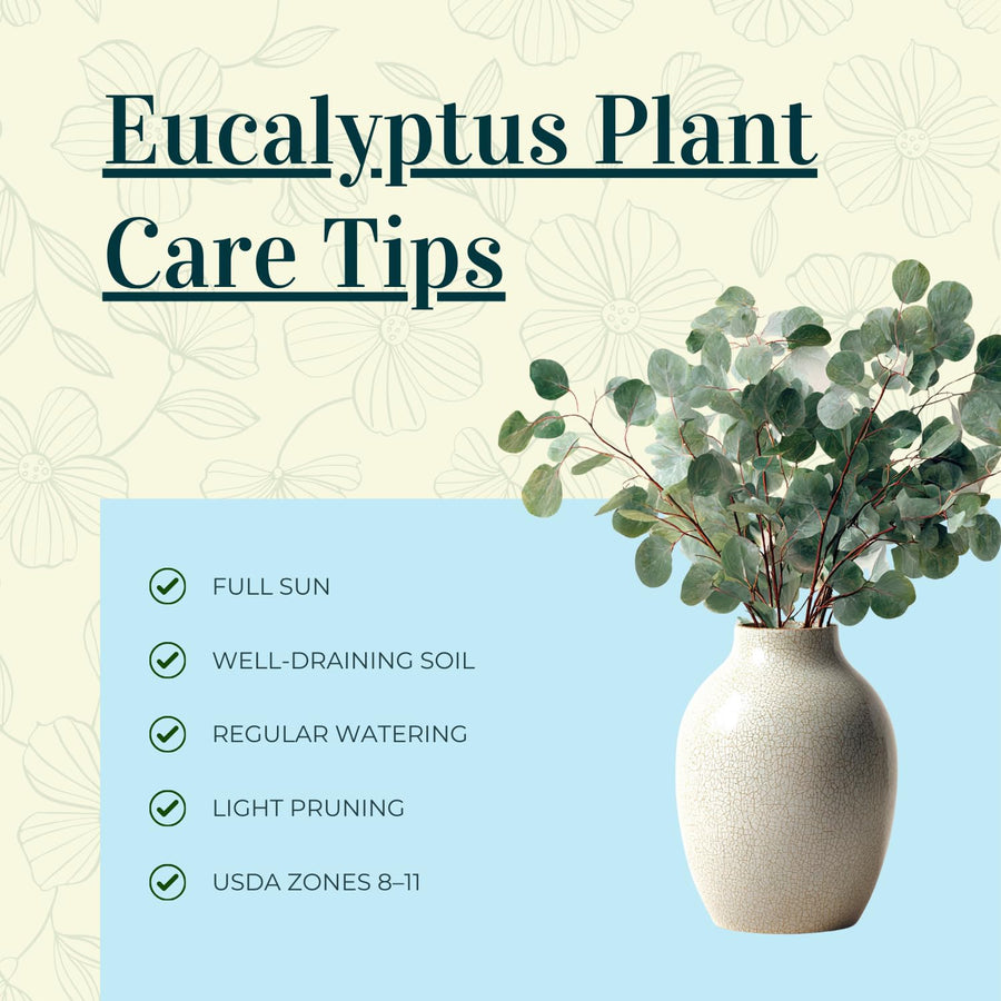 Eucalyptus Tree Live Plant 5″ Pot, Fragrant Eucalyptus Plant, Easy Grow Ornamental Tree for Outdoor (Silver Dollar Eucalyptus)