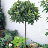 Bay Leaf Tree Live Plant, Well-Rooted 8-10" in Tall, Fast-Growing, Sweet Laurus Nobilis Bay Laurel Plant for Outdoor Indoor Herb