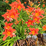 5 Orange Daylily Roots, Hardy Perennial Flower for Garden Beds and Borders Planting, Easy Care, Ready to Grow