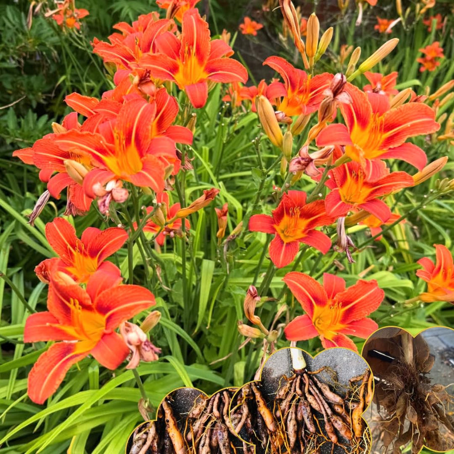 5 Orange Daylily Roots, Hardy Perennial Flower for Garden Beds and Borders Planting, Easy Care, Ready to Grow