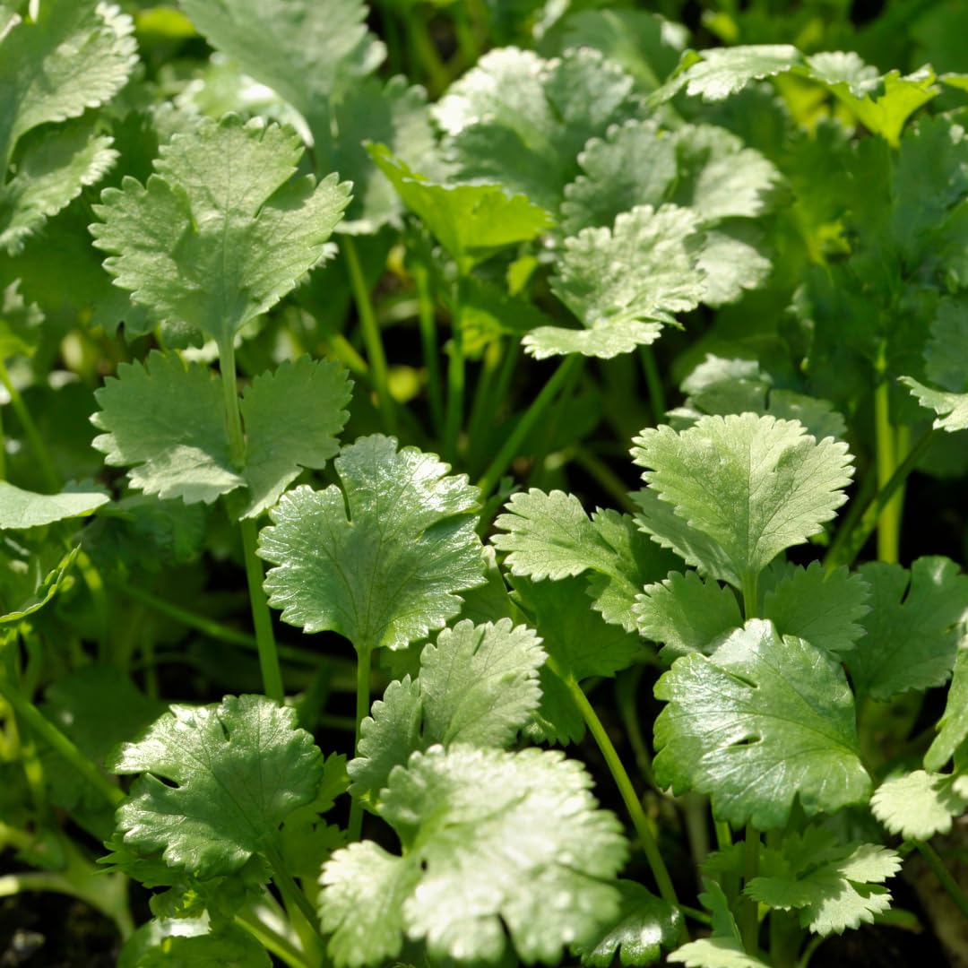 Pack 500 Cilantro Seeds, Cilantro Herb Vegetable, Herb Seeds for Planting and Garden Growing