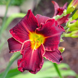 Red Daylily Roots, Live Reblooming Daylily Bare Root Perennial - 3 Roots for Planting Outdoor Garden Landscape