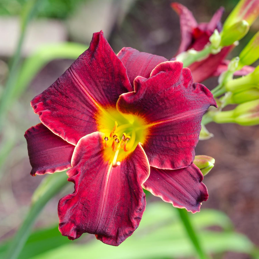Red Daylily Roots, Live Reblooming Daylily Bare Root Perennial - 3 Roots for Planting Outdoor Garden Landscape