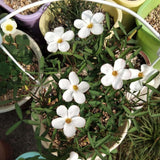 Oxalis Plant Live, Shamrock Spring Flower, 4 Inc Pot, Ornamental Oxalis Plant Live for Indoor Outdoor Garden, 4-8'' Tall (White)