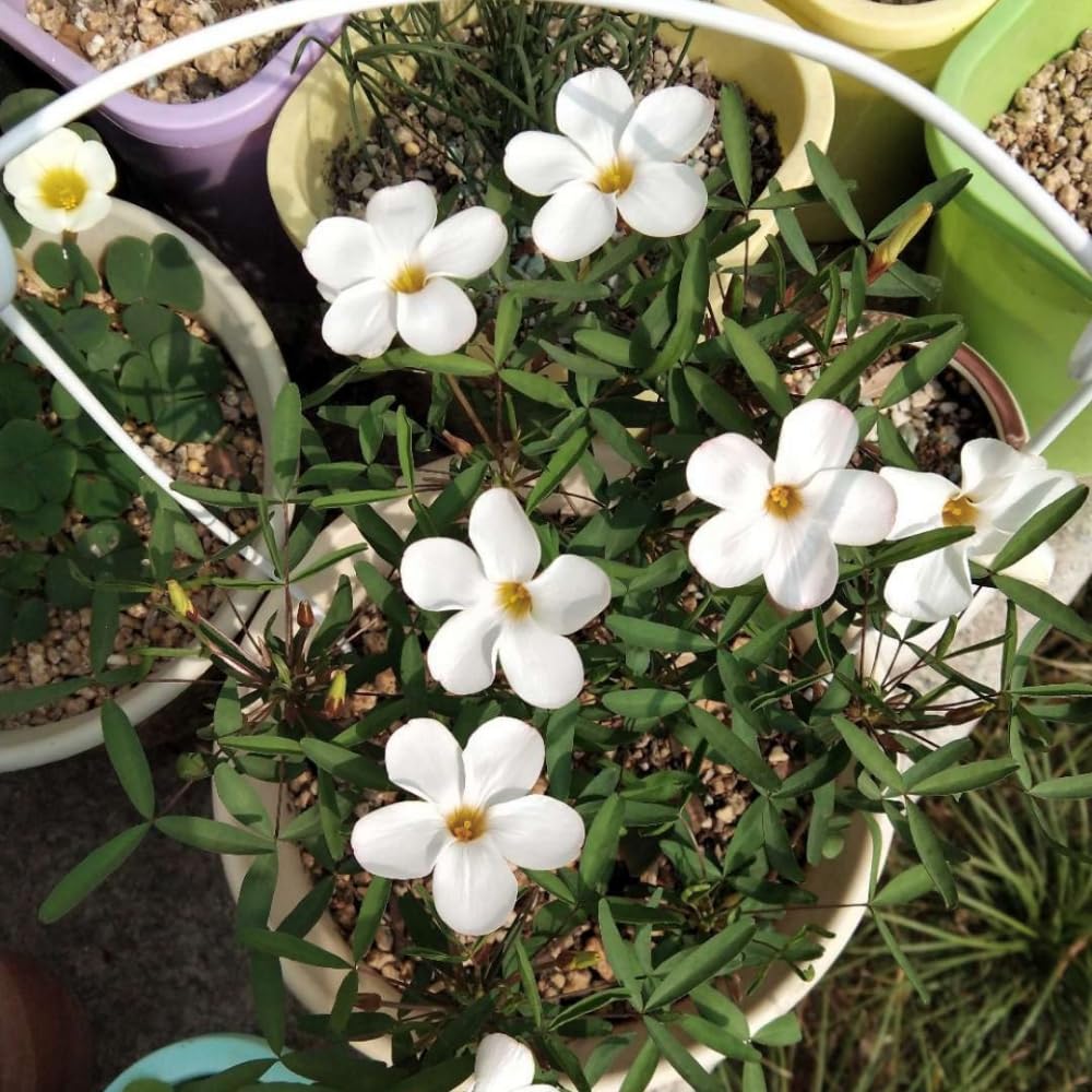 Oxalis Plant Live, Shamrock Spring Flower, 4 Inc Pot, Ornamental Oxalis Plant Live for Indoor Outdoor Garden, 4-8'' Tall (White)