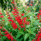 2 Salvia Plants, Pineapple Salvia Live Plants, 4-6 Inches Tall, 4 Inches Pot, Long Blooming Red Flowers for Indoor Outdoor Growing
