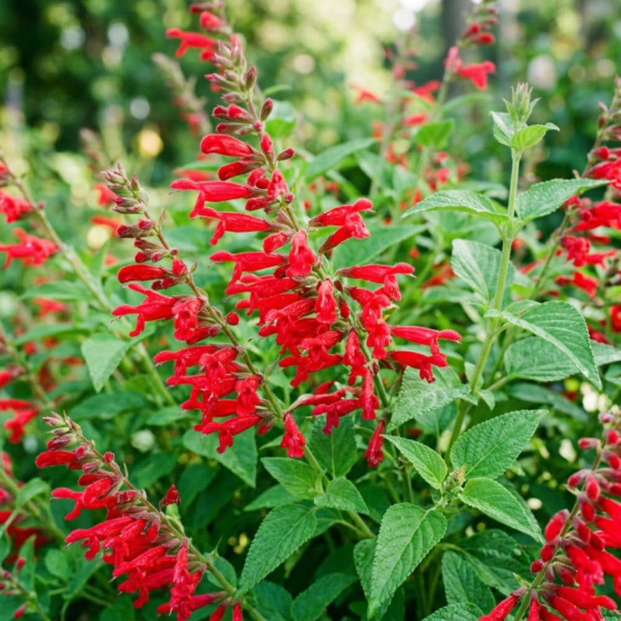 2 Salvia Plants, Pineapple Salvia Live Plants, 4-6 Inches Tall, 4 Inches Pot, Long Blooming Red Flowers for Indoor Outdoor Growing