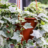 Variegated Ivy Live Plant in 6 Inch Pot, English Ivy Live Outdoor Indoor, Hardy Vine Plant Groundcover Houseplant