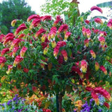 2 Mixes Shrimp Plants Live, Red and Yellow Flower Starter Plug Seedlings Justica Brandegeana Tree Bush, 4-7 Inches Tall