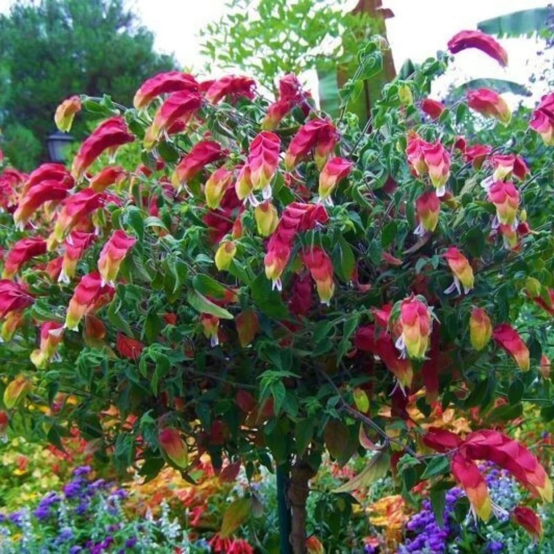 Red Shrimp Plants Live, Seedlings Justica Brandegeana Tree Bush, 5-9 Inches Tall