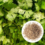 500 Cilantro Seeds for Planting Outdoor, Cilantro Plant Fast Growing Herb, Home Garden Plant Seeds