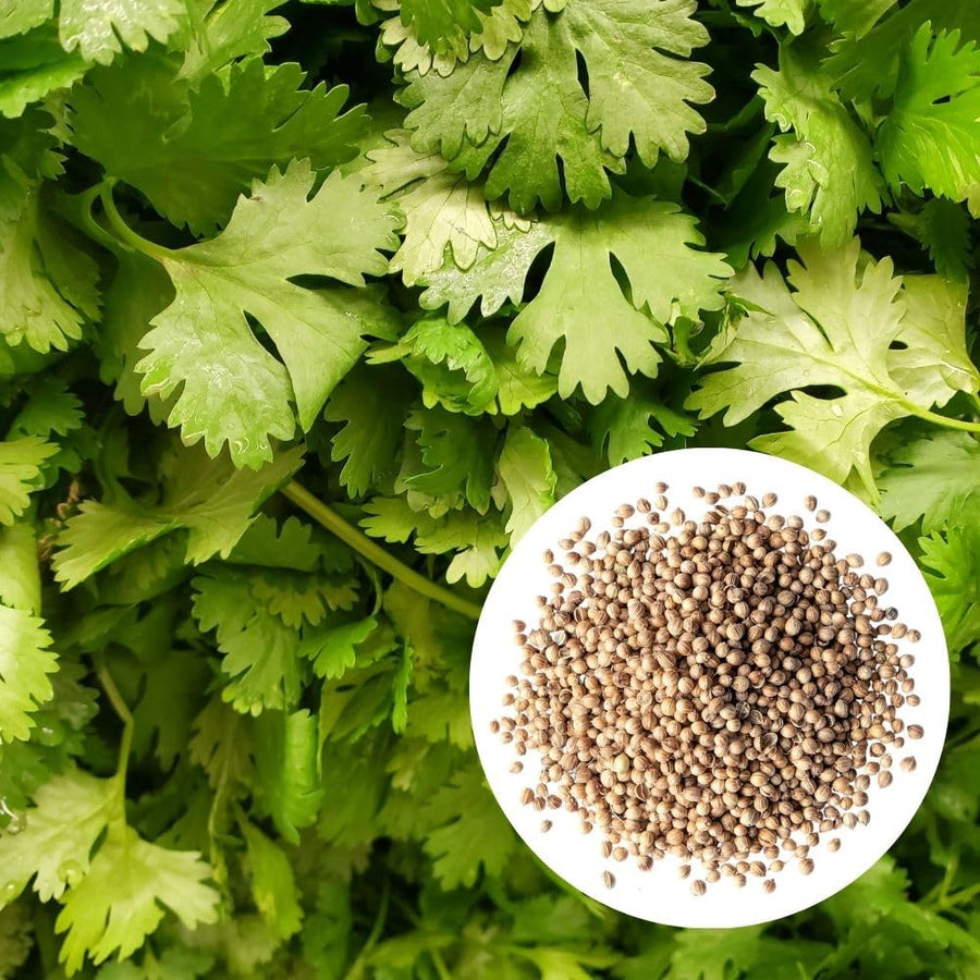 500 Cilantro Seeds for Planting Outdoor, Cilantro Plant Fast Growing Herb, Home Garden Plant Seeds