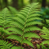 10 Lady Ferns Roots, Fern Live Plants Outdoor Indoor Planting, 4 to 6 Inc Tall