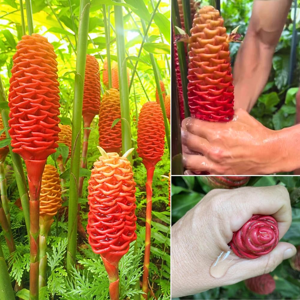 8 Shampoo Ginger Roots, Awapuhi Zingiber Zerumbet Pinecone Ginger Rhizomes, Fresh Ginger Lily Plant, Large Size
