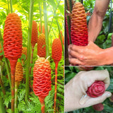 3 Awapuhi Shampoo Ginger Roots, Zingiber Zerumbet Pinecone Ginger Rhizomes for Planting Home Garden