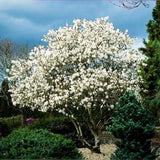 Star Magnolia Tree Live Plant in 2.5 Inches Pot, Dormant in Winter, 6-12 Inches in Tall, Ornamental Spring Flowering Tree, Outdoor