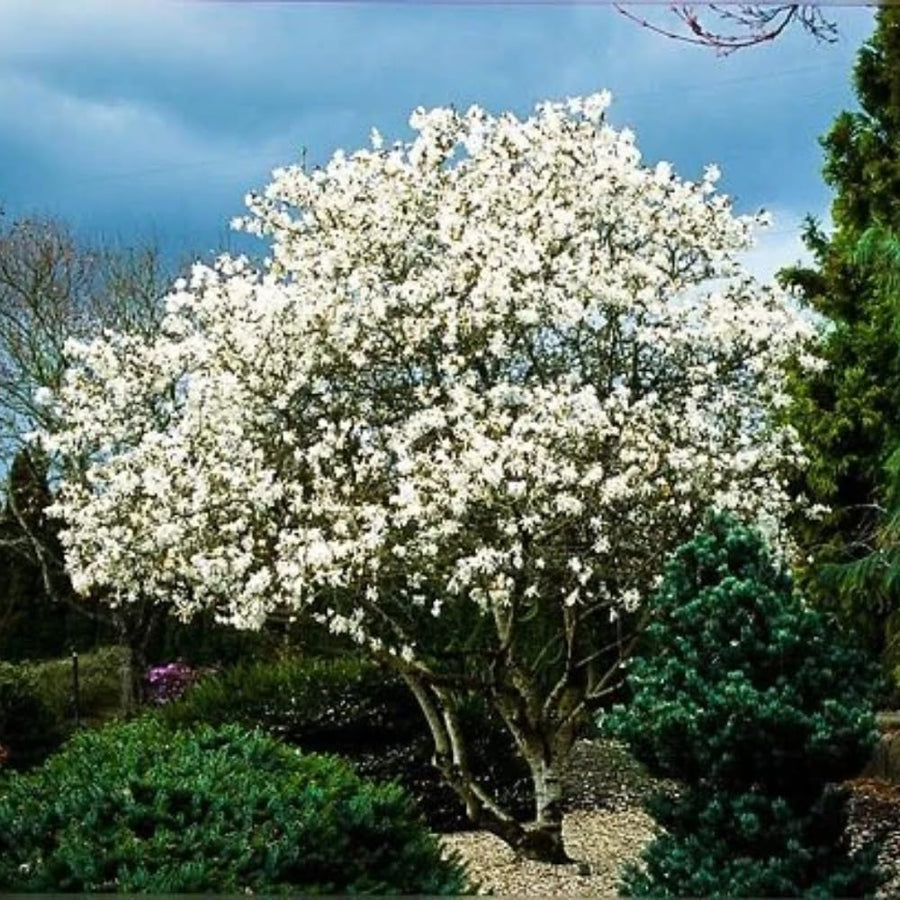 Star Magnolia Tree Live Plant in 2.5 Inches Pot, Dormant in Winter, 6-12 Inches in Tall, Ornamental Spring Flowering Tree, Outdoor