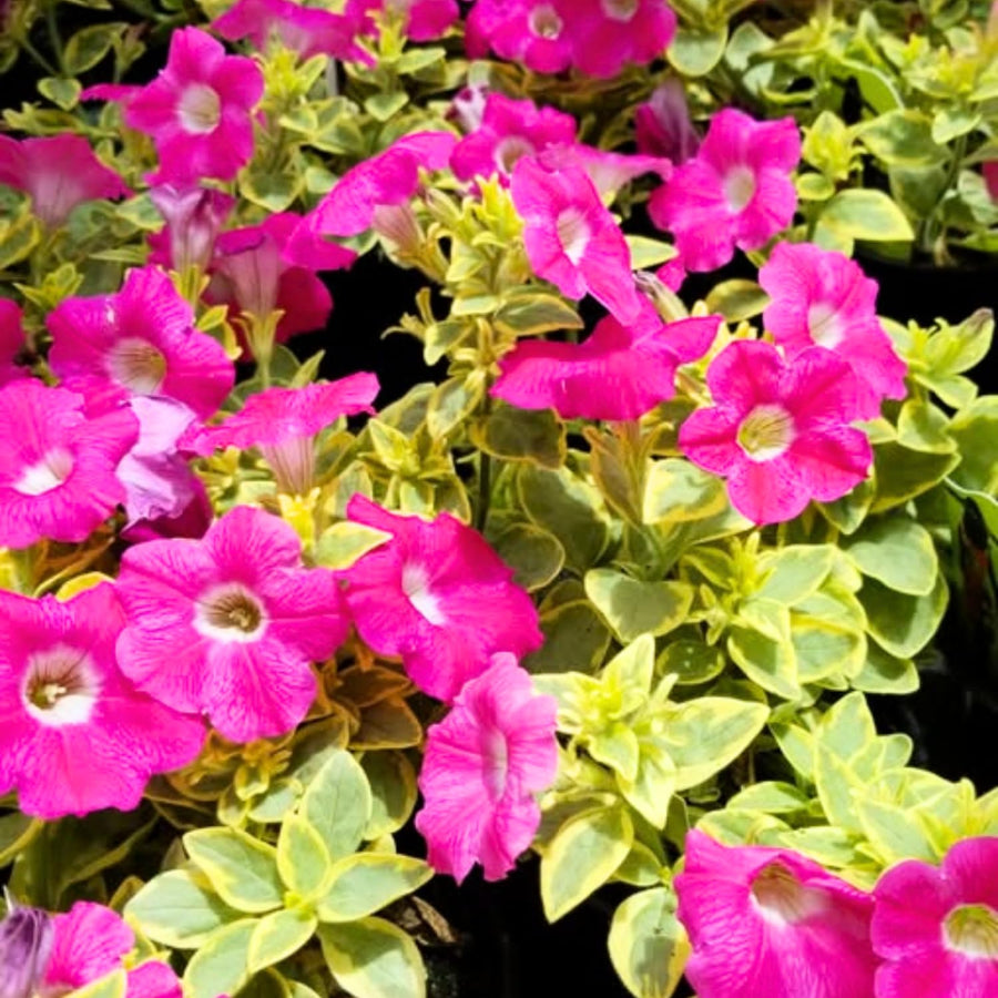 2 Petunia Live Plants, Variegated Pink Lemonade Petunia Flowers, Live Petunias Plants Outdoor Indoor, 5-9 Inch Tall