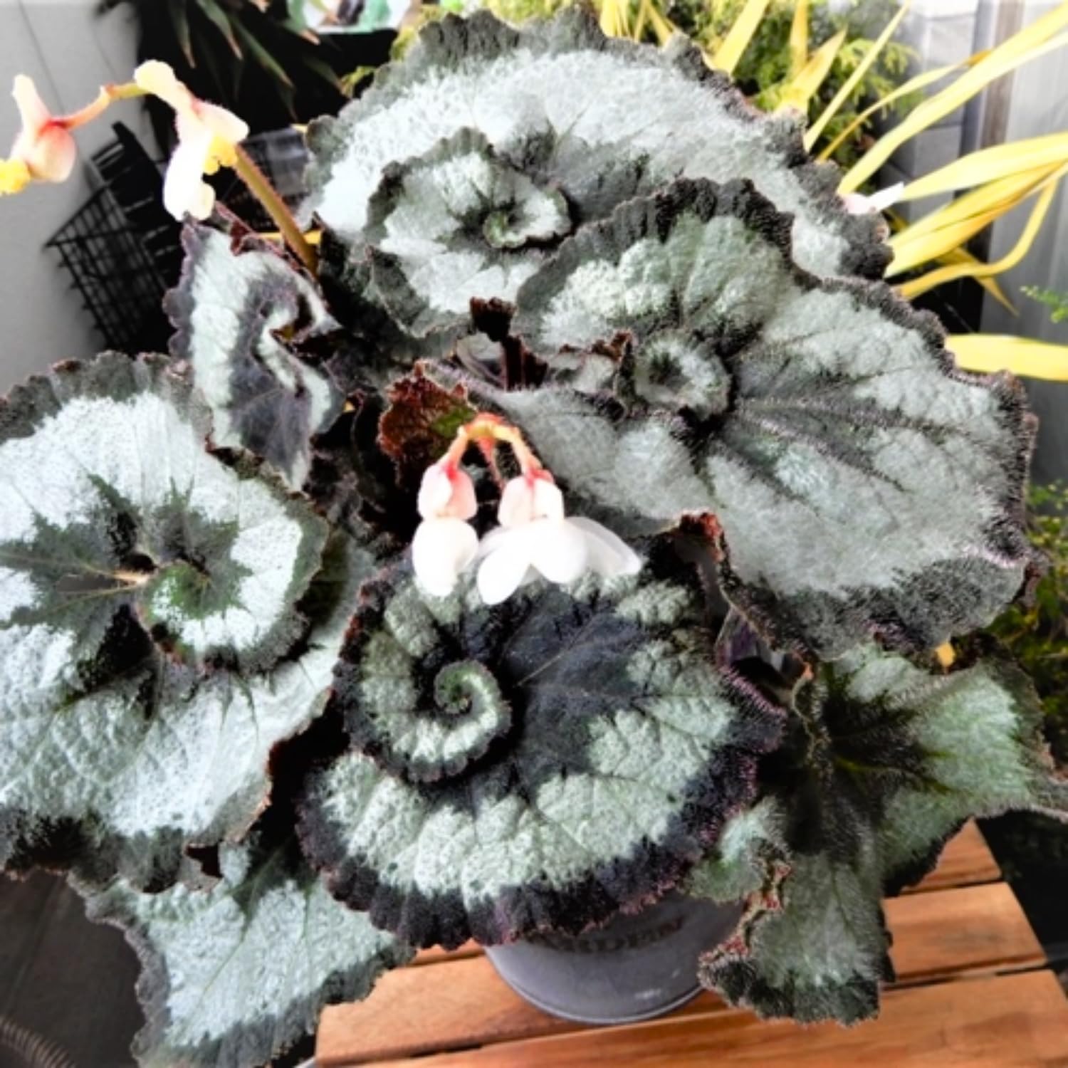Combo 3 Rare Begonia Angel Wing Plants Live, Begonia Maculata Live Plant, Begonias Live Plants Outdoor, 4 to 8 Inc Tall
