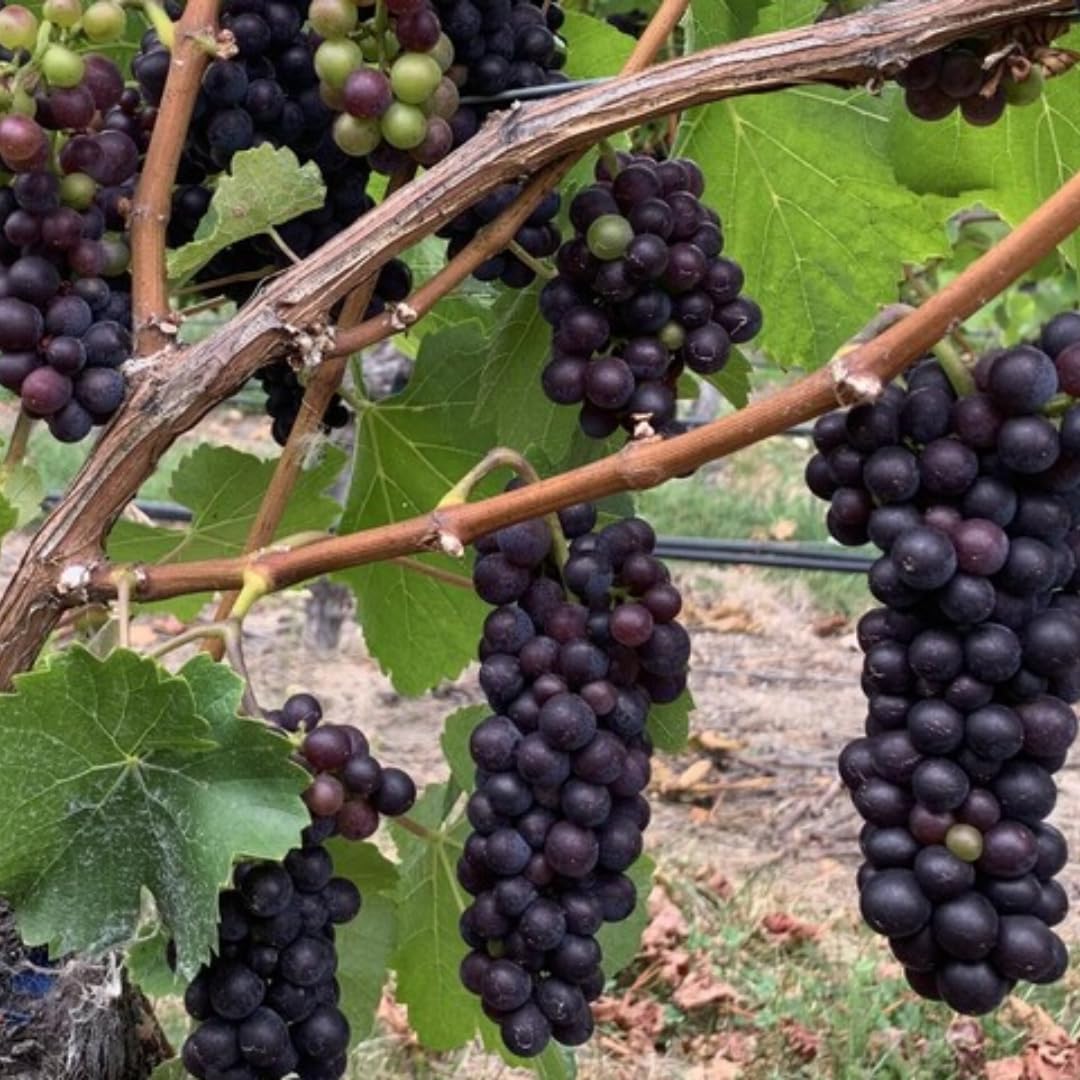 Black Seedless Grape Vines Trees Live Plants, Well-Rooted 1 to 2 Years Old, Grapes Plant Live for Outdoor Planting, Zones 3-9